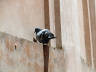 10-Jun-2001 13:35 - Agra - Agra Fort - Pigeon
