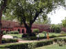 10-Jun-2001 13:44 - Agra - Agra Fort - Tree in the main courtyard