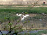 10-Jun-2001 16:35 - Agra  - Ducks below the handicraft centre