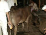12-Jun-2001 19:41 - Old Delhi - Cow in the narrow streets of Old Delhi