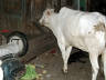 12-Jun-2001 19:43 - Old Delhi - Cow in the narrow streets of Old Delhi
