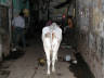 12-Jun-2001 19:43 - Old Delhi - Cow in the narrow streets of Old Delhi