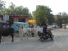 13-Jun-2001 16:59 - New Delhi - Cows in the road