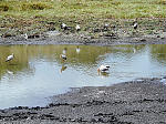 Birds at the waterhole