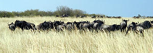 herd of Wildebeest
