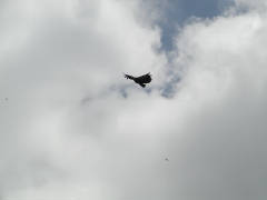 Click for larger image.