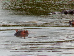 Click for larger image.