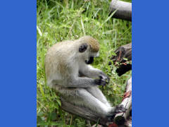 Click for larger image.