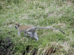 Click for larger image.