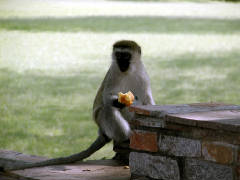 Click for larger image.