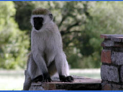 Click for larger image.