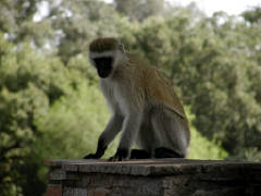 Click for larger image.