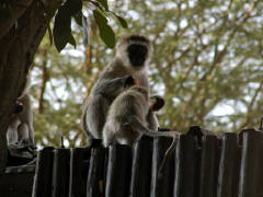 Click for larger image.