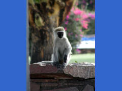 Click for larger image.