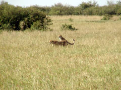 Click for larger image.