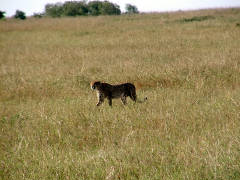 Click for larger image.