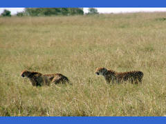 Click for larger image.