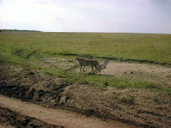 Click for larger image.