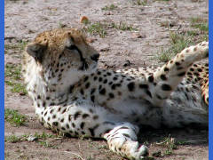 Click for larger image.