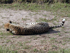 Click for larger image.