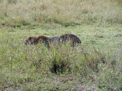 Click for larger image.