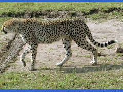 Click for larger image.