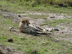 Click for larger image.