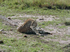 Click for larger image.