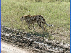 Click for larger image.