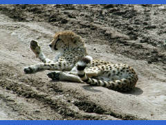 Click for larger image.