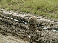 Click for larger image.