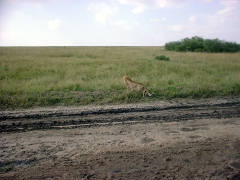 Click for larger image.