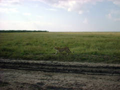 Click for larger image.