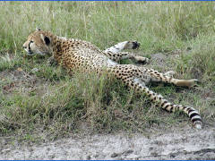 Click for larger image.