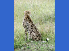 Click for larger image.