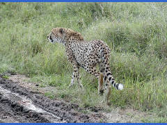 Click for larger image.