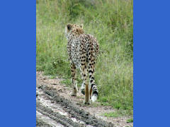 Click for larger image.