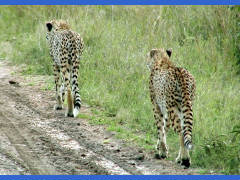 Click for larger image.