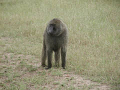 Click for larger image.