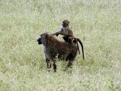 Click for larger image.