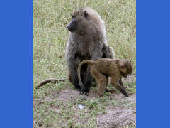 Click for larger image.