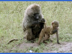 Click for larger image.