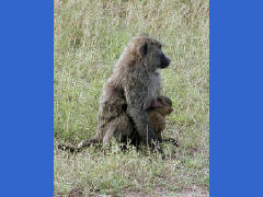 Click for larger image.