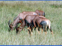 Click for larger image.