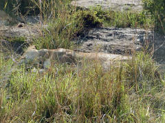 Click for larger image.