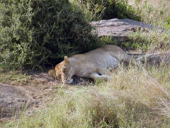 Click for larger image.