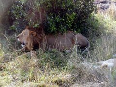 Click for larger image.