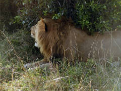 Click for larger image.