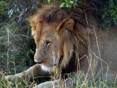 Click for larger image.