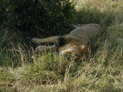 Click for larger image.